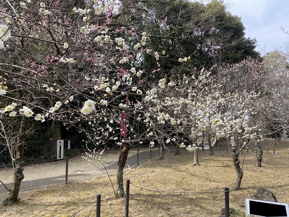 朝の梅の花の風景